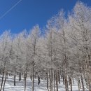 제2차 눈꽃산행 25년 2월8일(토) 태백 운탄고도 5길 만항재~하이원펠리스호텔 이미지