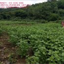 웅양면-31 이미지