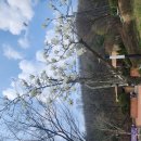 4월 5일(금요일) 와룡산 ~꽂메산~안양천벚꽃길 이미지