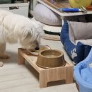 괴산증평축협동물병원 | 포인핸드 유기동물보호센터 유기견 분양 후기