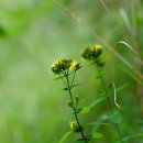 고추나물Hypericum erectum Thunb. [물레나물과 물레나물속] 이미지