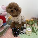 도그몽 베이커리 이미지