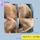 돌리샵 | [부천시청,신중동 강아지미용] 강아지 가위컷 전문 "돌리샵"