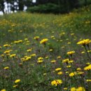 하모리-17 이미지