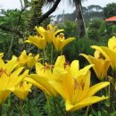 뜨락풍경 이미지