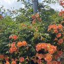 김밥데이 이미지