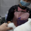 사랑해줄개 애견샵 이미지