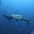 (주)홀로섬닷컴 | 망치상어 성지 요나구니섬 YDS 다이빙샵 후기 예약 방법