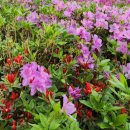 철쭉공원 화장실(동산) 이미지