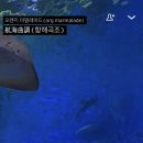 고집(Go집)