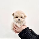 천안강아지분양 우리집퍼피 천안아산본점 (하이도그) | 천안말티푸분양, 왕티푸,역변 걱정 없이 강아지분양 알아보려면