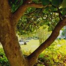 영평조록나무 이미지