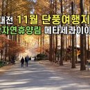 11월 단풍여행, 대전 장태산자연휴양림 메타세콰이아숲 이미지
