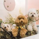 꽃보다강아지 네이버블로그