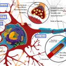 쌩초보가 설명하는 Neuron 이미지