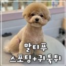 가산미용실 | 가산/독산 말티푸 스포팅미용후기 뽀도독애견미용실