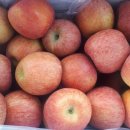 수박&토마토 축제 이미지