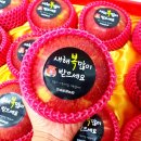 대영농원 김천2농장 | 부모님 선물로 실패 적은 과일을 고르신다면 꼭 보셔야 할 기준