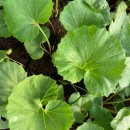 연한농장 이미지