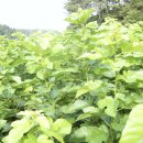 태양농장 이미지