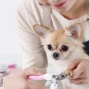도그맘애견 네이버블로그