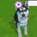 퍼피아일랜드 이미지