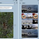 우리나라 멸종위기 야생동물 이해하기 | 코타키나발루 반딧불투어 사진 예약 자유 여행 코스 추천