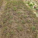 삼광약품 | 추수가 끝난 고향풍경(바심이 끝났어요)