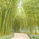 대나무랜드 이미지