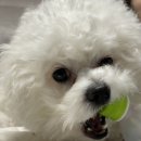 효숯불갈비