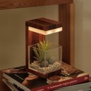 원목 트리 led무드등 | 원목 플랜테리어 무드등 네추럴베이지 이오난사 식물 LED 집들이선물