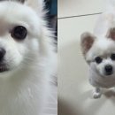 모란시장
