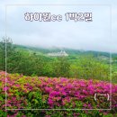 하이원cc 1박2일 정선골프장 여름골프 끝판왕