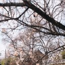 문화안길23 | 강릉 매화명소 여행지 갈만한곳 | 오죽헌 강릉 선교장 | 강원도 가볼만한곳