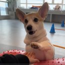 마이펫 강아지유치원 이미지