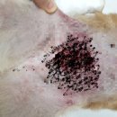 충남동물병원 이미지