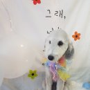 늘이쁘개 이미지