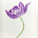 보타니컬아트 (중급) 이미지