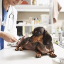 탄현 동물병원 이미지