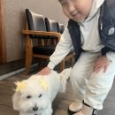 댕댕이묭실 이미지