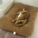 차오름동물병원 이미지