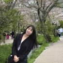 벚꽃마을 | 도쿄 후지산 근교 여행 오시노핫카이 연못 마을 벚꽃시즌 방문 후기