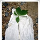7/25일 강원도 춘천의 연엽-구절산 자락에서 만우 산삼을 발견하다(산삼사진) 이미지