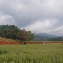 (주)효석 Daum카페