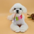 팡앤뭉치 이미지