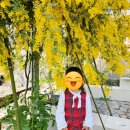 진해 보타닉뮤지엄 / 3월 무료입장+미모사 후기