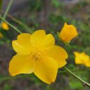 가시나무공원 이미지