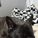 멍꿀개꿀 이미지