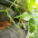 통인한약국 이미지