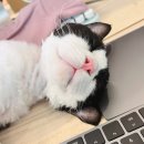 만성카용품크리닉 | 강아지·고양이 구토·설사, 카미날(다이제스트멧)을 먹여야 하는 이유